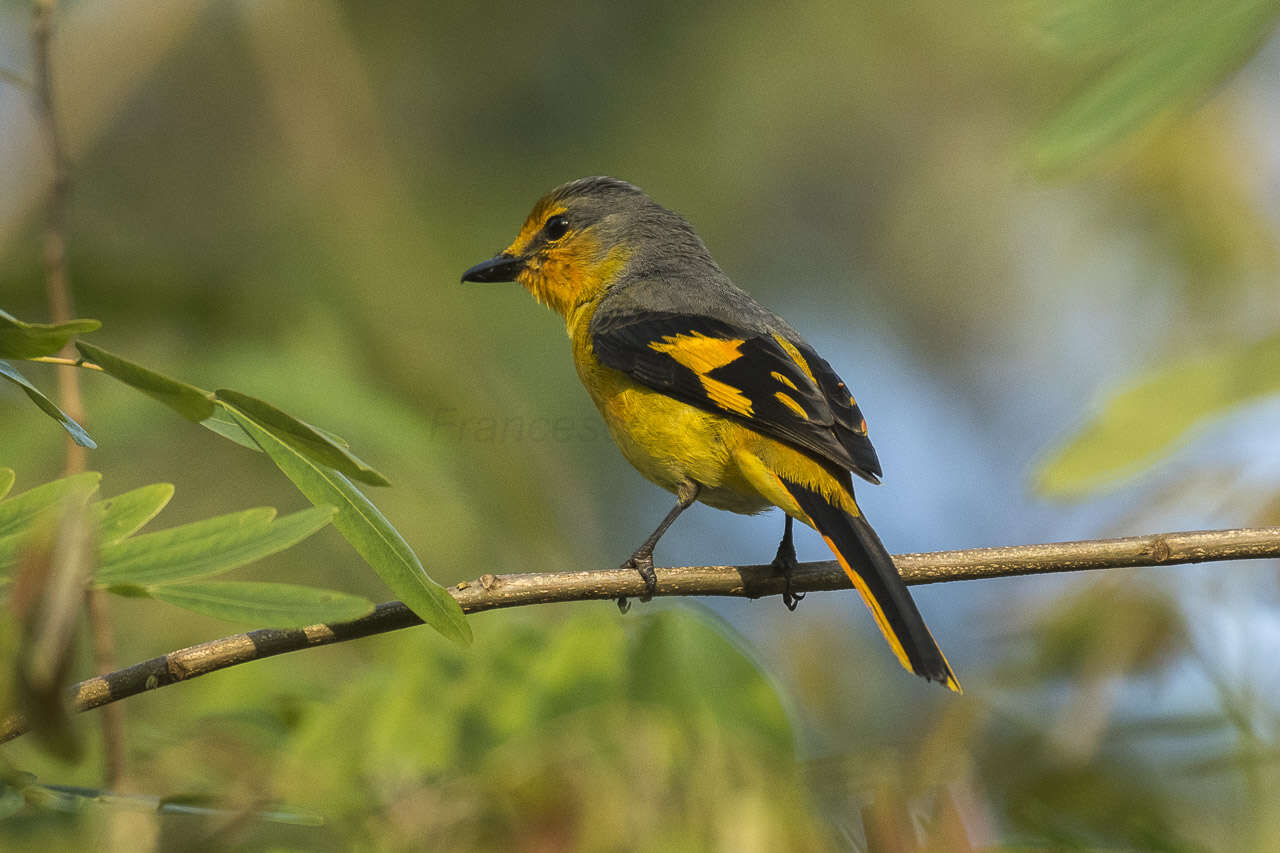 Image of Long-tailed Minivet