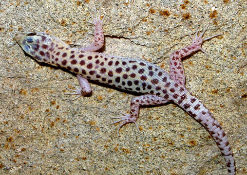 Image of Sandstone Night Lizard