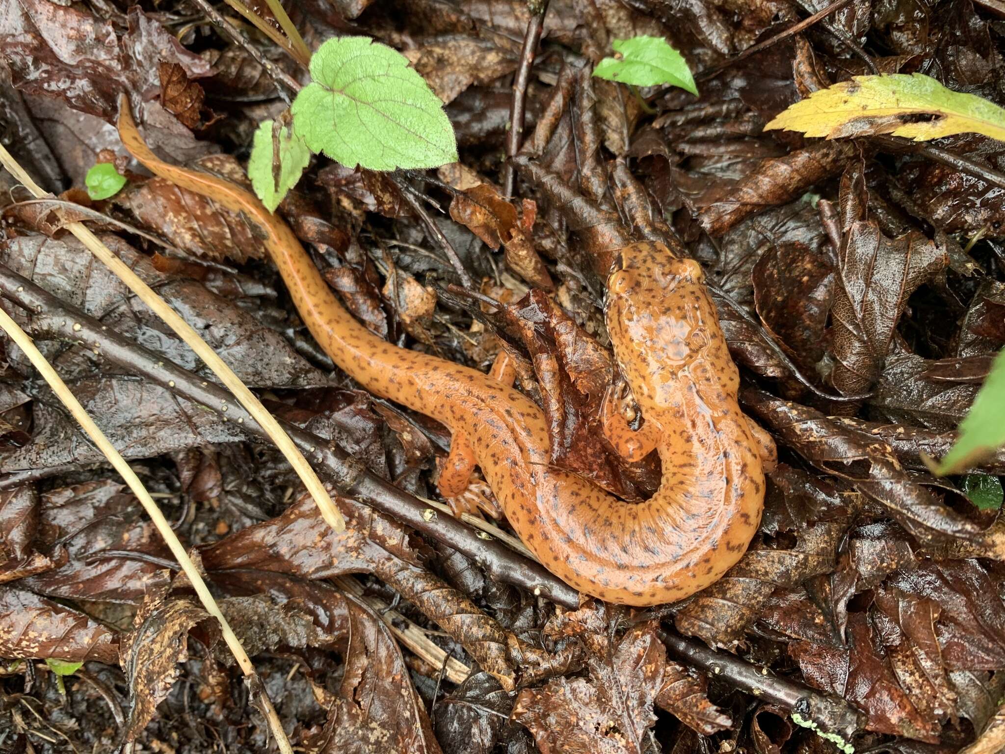 Image de Gyrinophilus porphyriticus danielsi (Blatchley 1901)