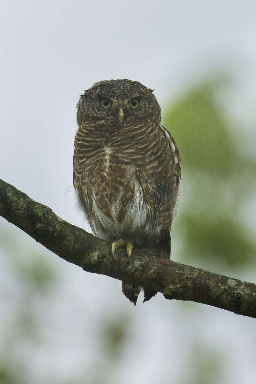 Image of Asian Barred Owlet