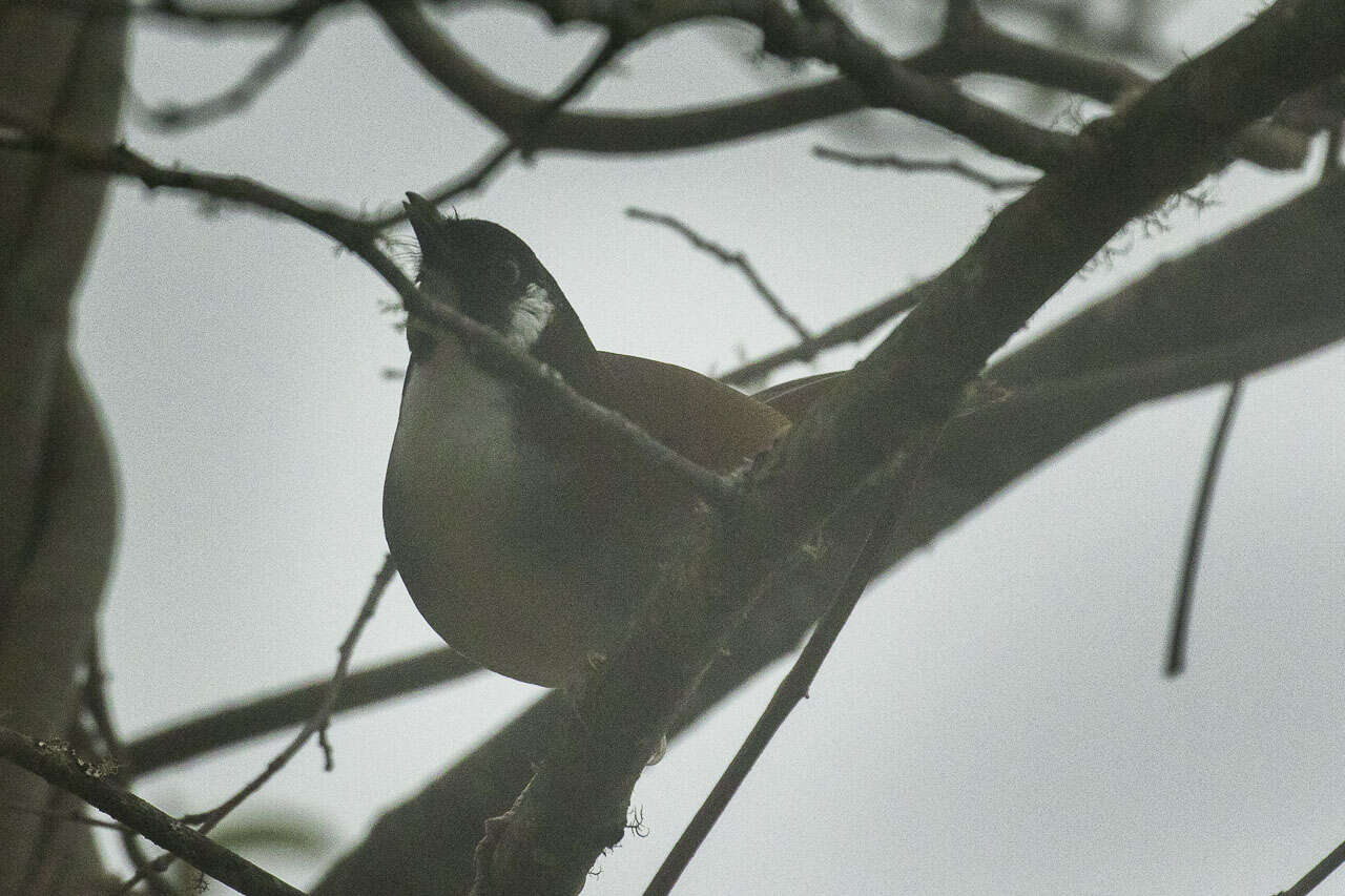 Image of Garrulax caerulatus