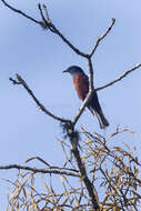 Image of Chestnut-bellied Rock Thrush