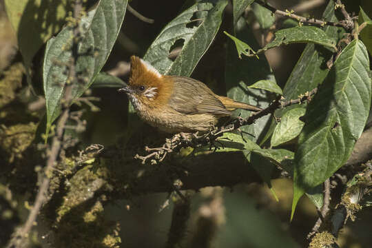 Image of White-naped Yuhina