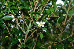 Image of Camellia brevistyla (Hayata) Cohen-Stuart