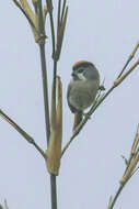 Image of Black-throated Parrotbill