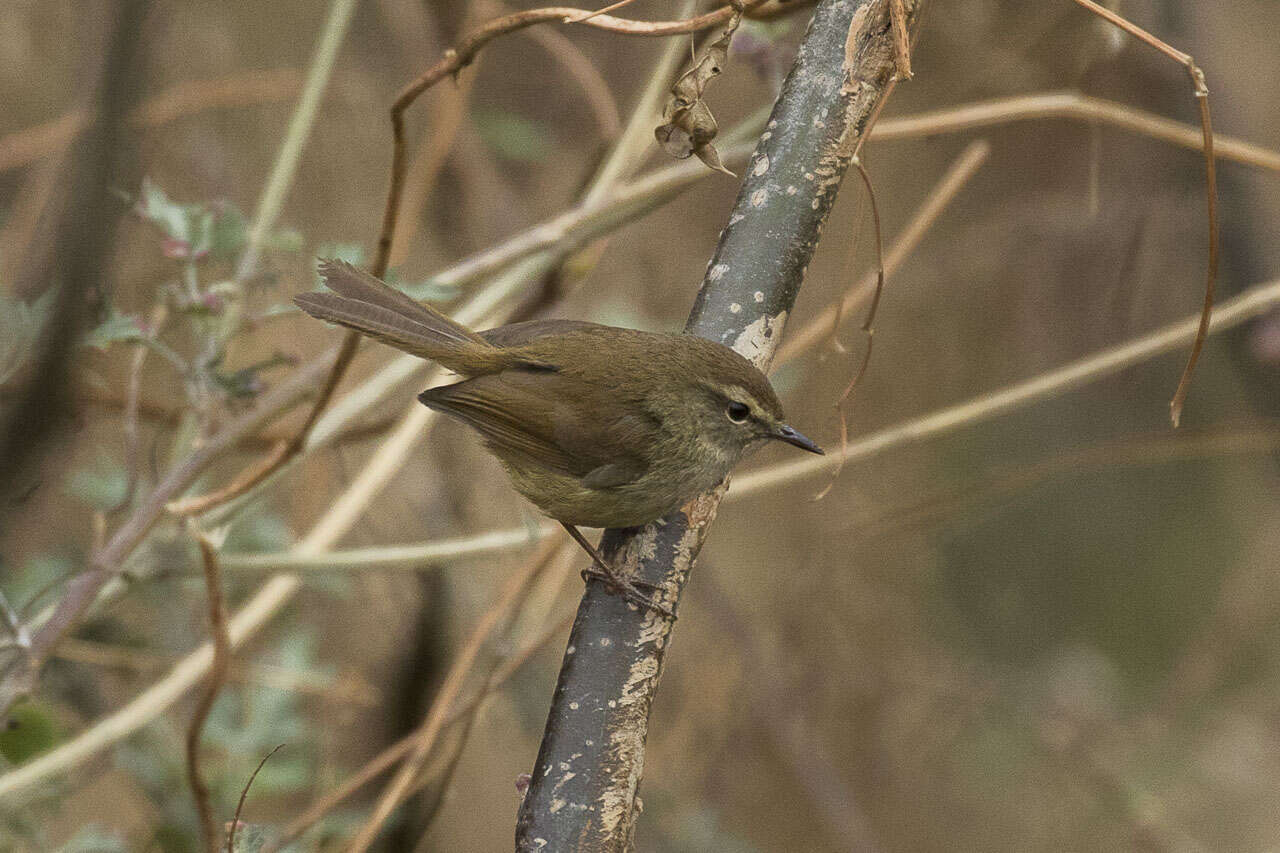 Image of Brown-flanked Bush Warbler