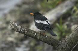 Image of Grey-winged Blackbird