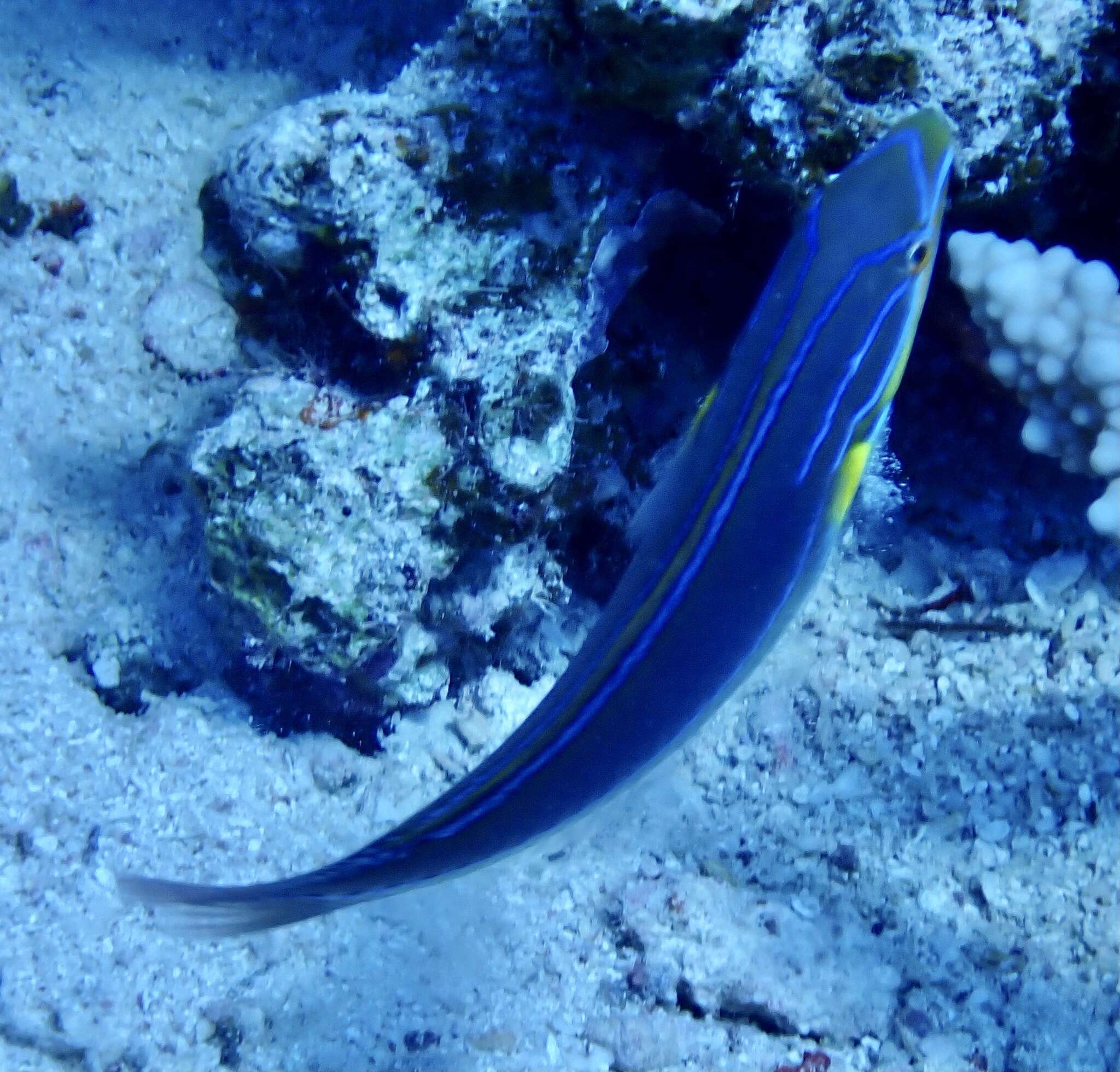 Image of Blue-lined wrasse