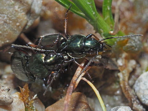 Agonum (Agonum) muelleri (Herbst 1784)的圖片