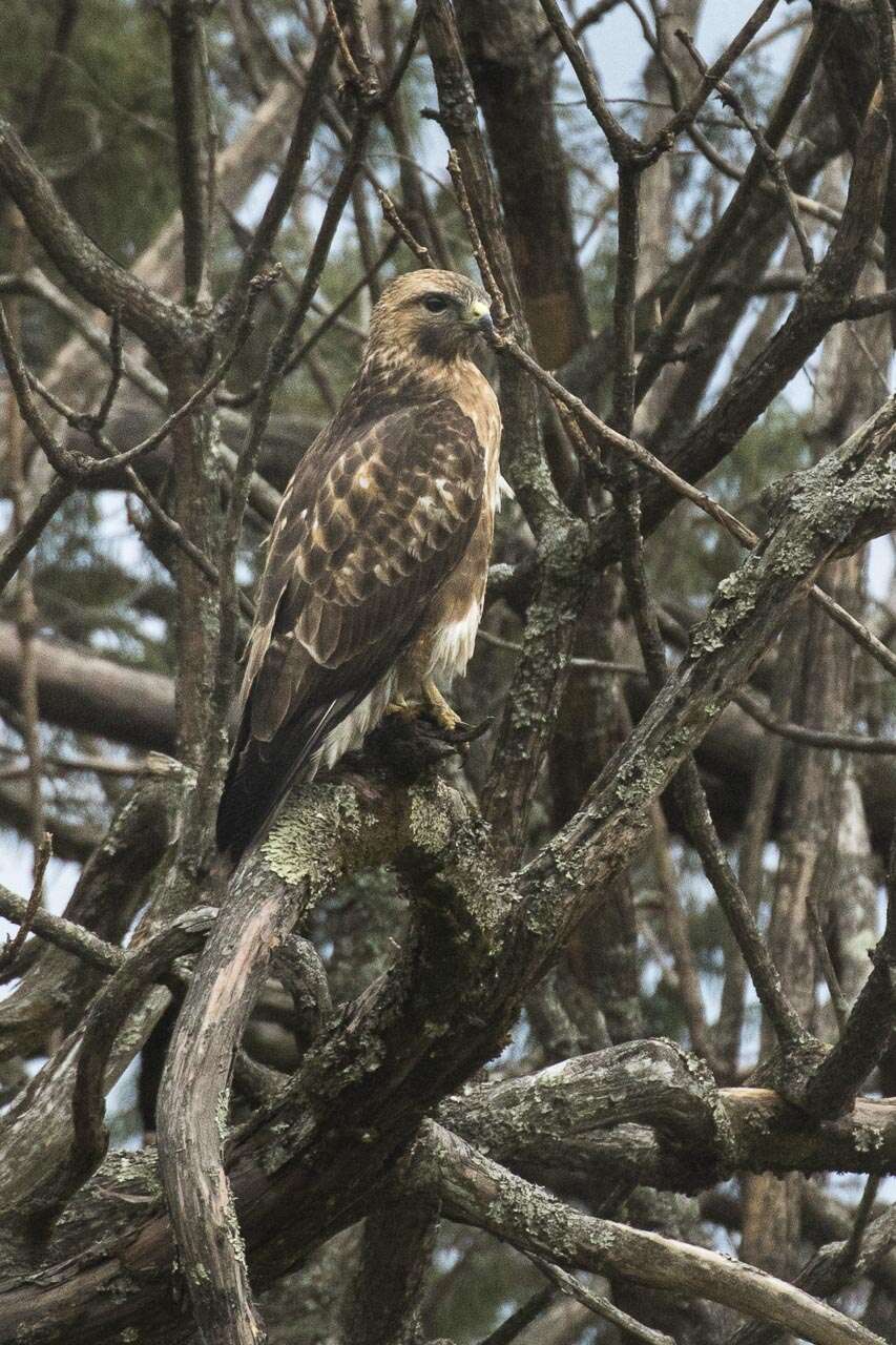 Imagem de Buteo burmanicus Hume 1875