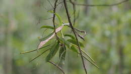 Image of Thrixspermum anceps (Blume) Rchb. fil.