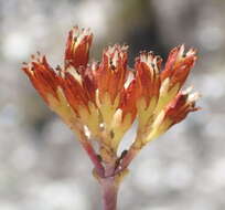 Image of Crassula biplanata Haw.