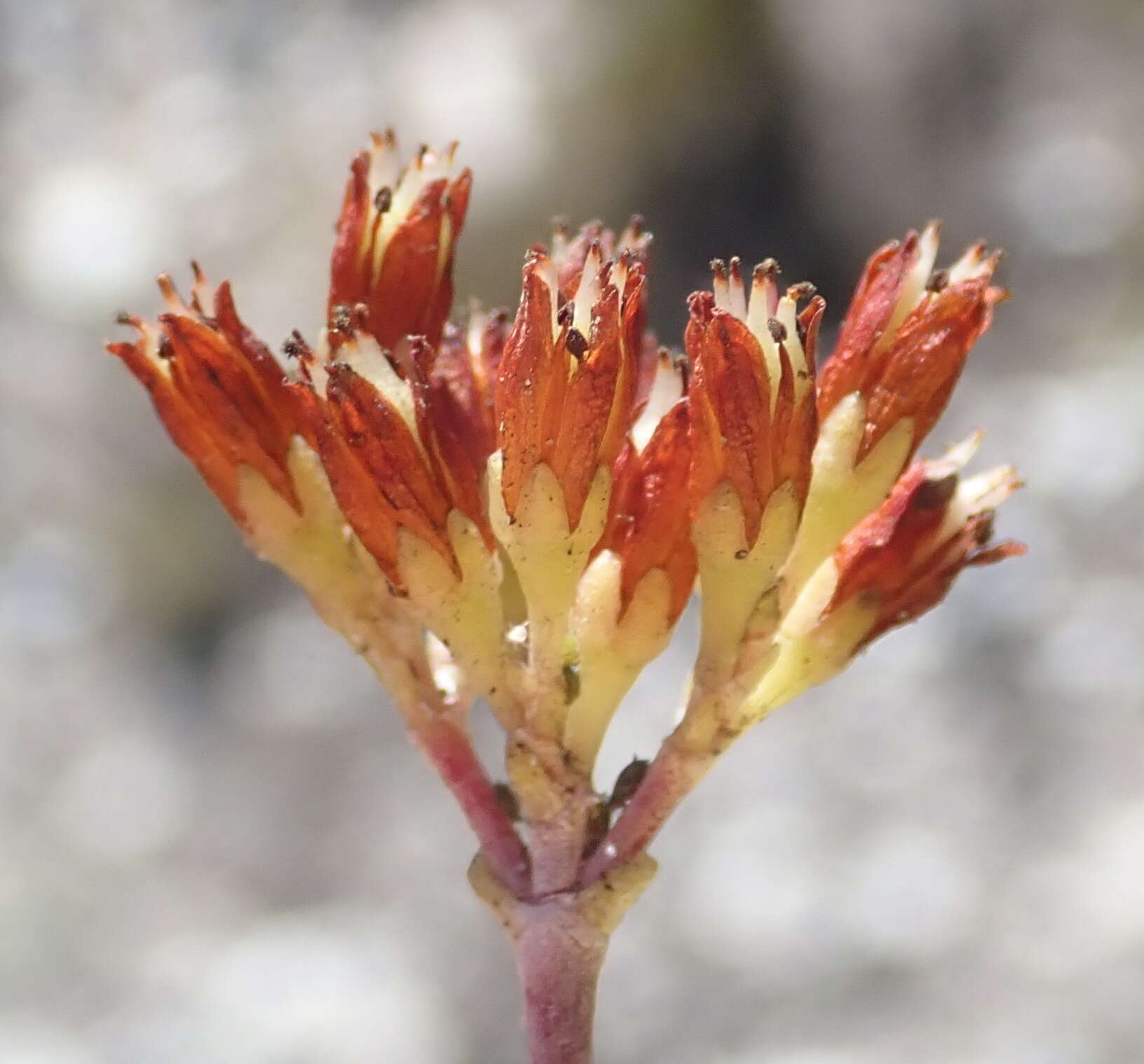 Image of Crassula biplanata Haw.