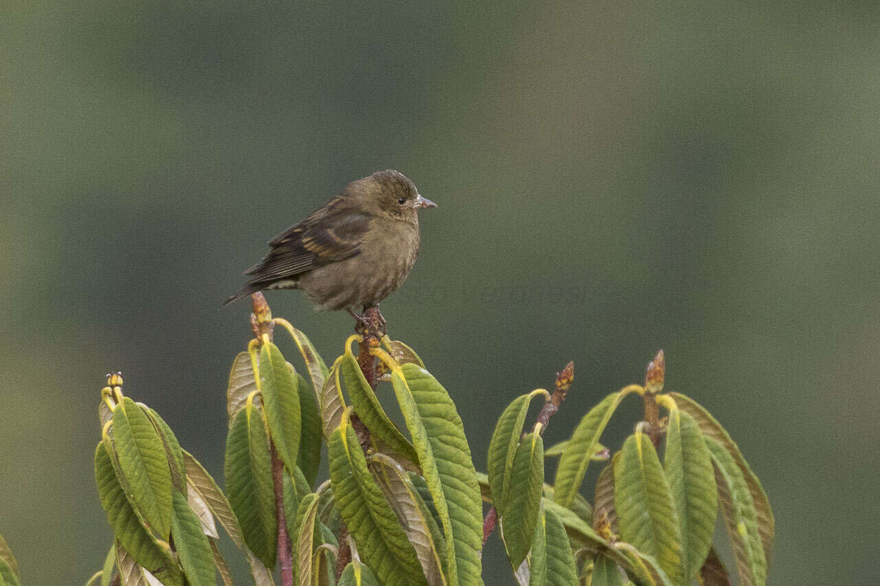 Image of Procarduelis Blyth 1843