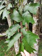 Image de <i>Pterospermum truncatolobatum</i>