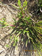 Plancia ëd Carpobrotus muirii (L. Bol.) L. Bol.