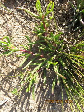 Plancia ëd Carpobrotus muirii (L. Bol.) L. Bol.