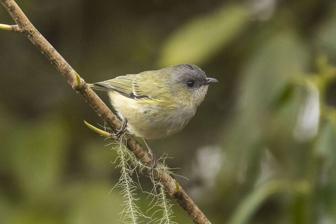 Imagem de Pteruthius xanthochlorus Gray, JE, Gray & GR 1847