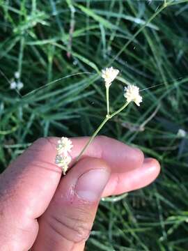 Image de Pfaffia glomerata (Spreng.) Pedersen