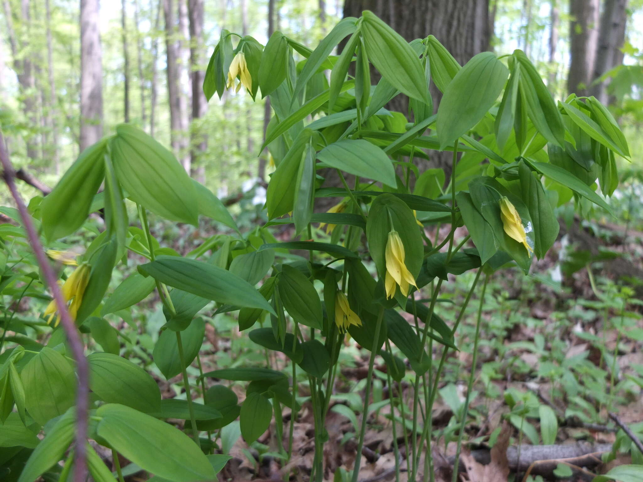 Image of largeflower bellwort