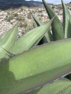 Слика од Agave salmiana subsp. crassispina (Trel.) Gentry