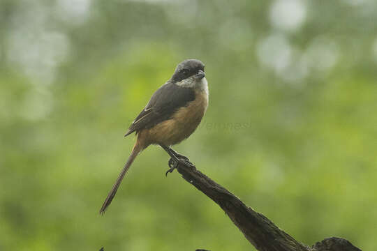 Image of Grey-backed Shrike