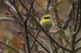 Image of Black-faced Warbler