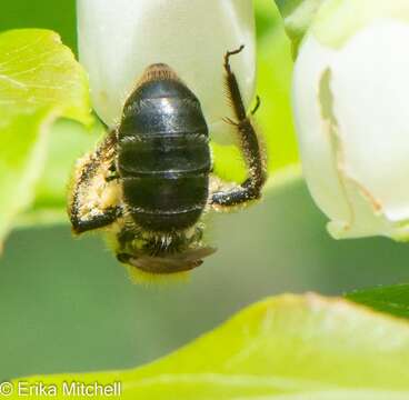 Image of Andrena carolina Viereck 1909