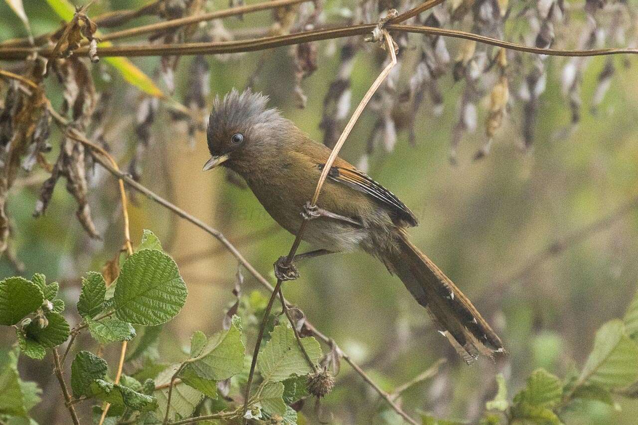 صورة Actinodura egertoni Gould 1836