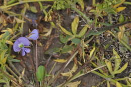 Image of <i>Poissonia heterantha</i>