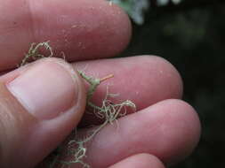 Image of Warty Beard Lichen