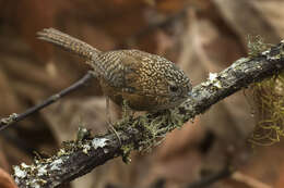 Слика од Spelaeornis troglodytoides (Verreaux & J 1871)