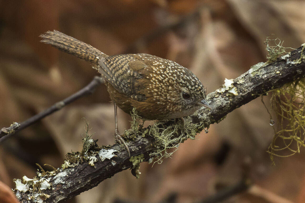 Image of Bar-winged Wren Babbler