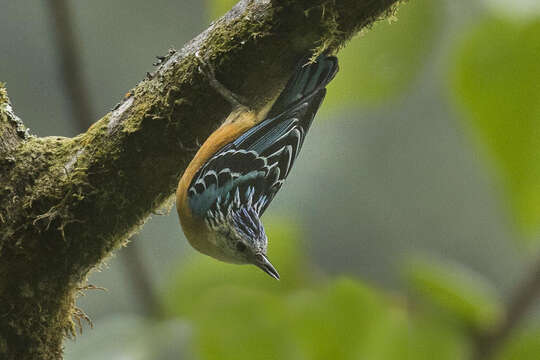 Image of Beautiful Nuthatch