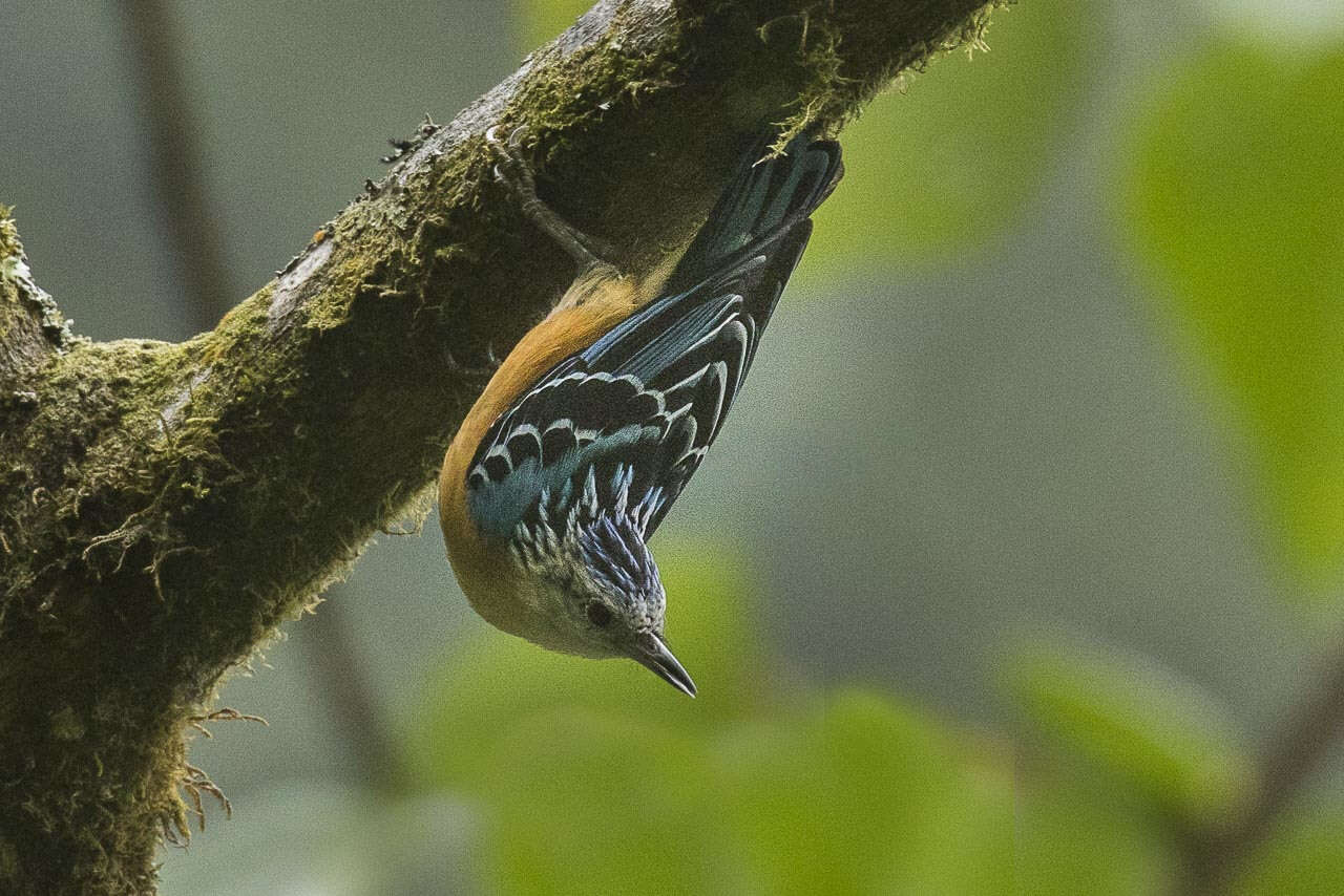 Image of Beautiful Nuthatch