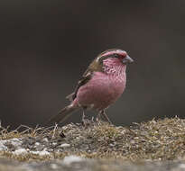 Image of Himalayan White-browed Rosefinch