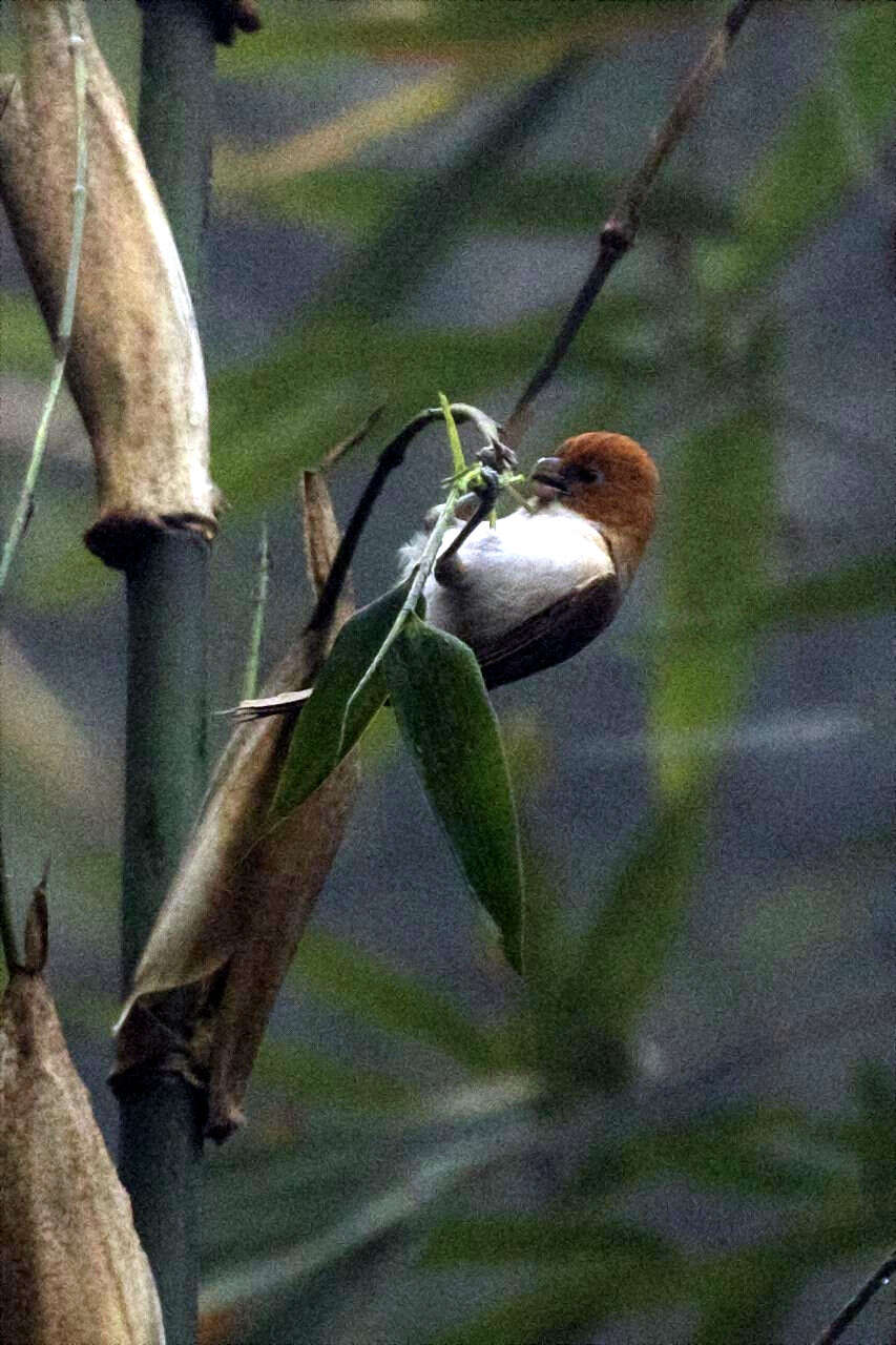 Imagem de Paradoxornis bakeri