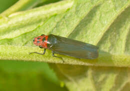 Image of Aulacizes quadripunctata (Germar 1821)