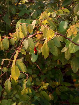 Image of Rourea coccinea (Thonn. ex Schum.) Hook. fil. ex Hook.