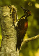 Image of Lesser Crimson-backed Flameback