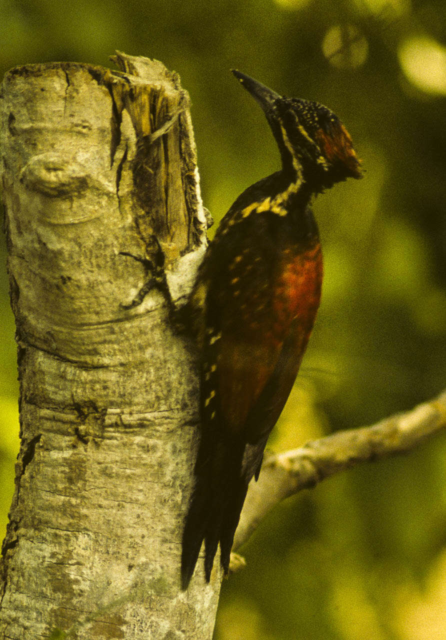 Image of Lesser Crimson-backed Flameback