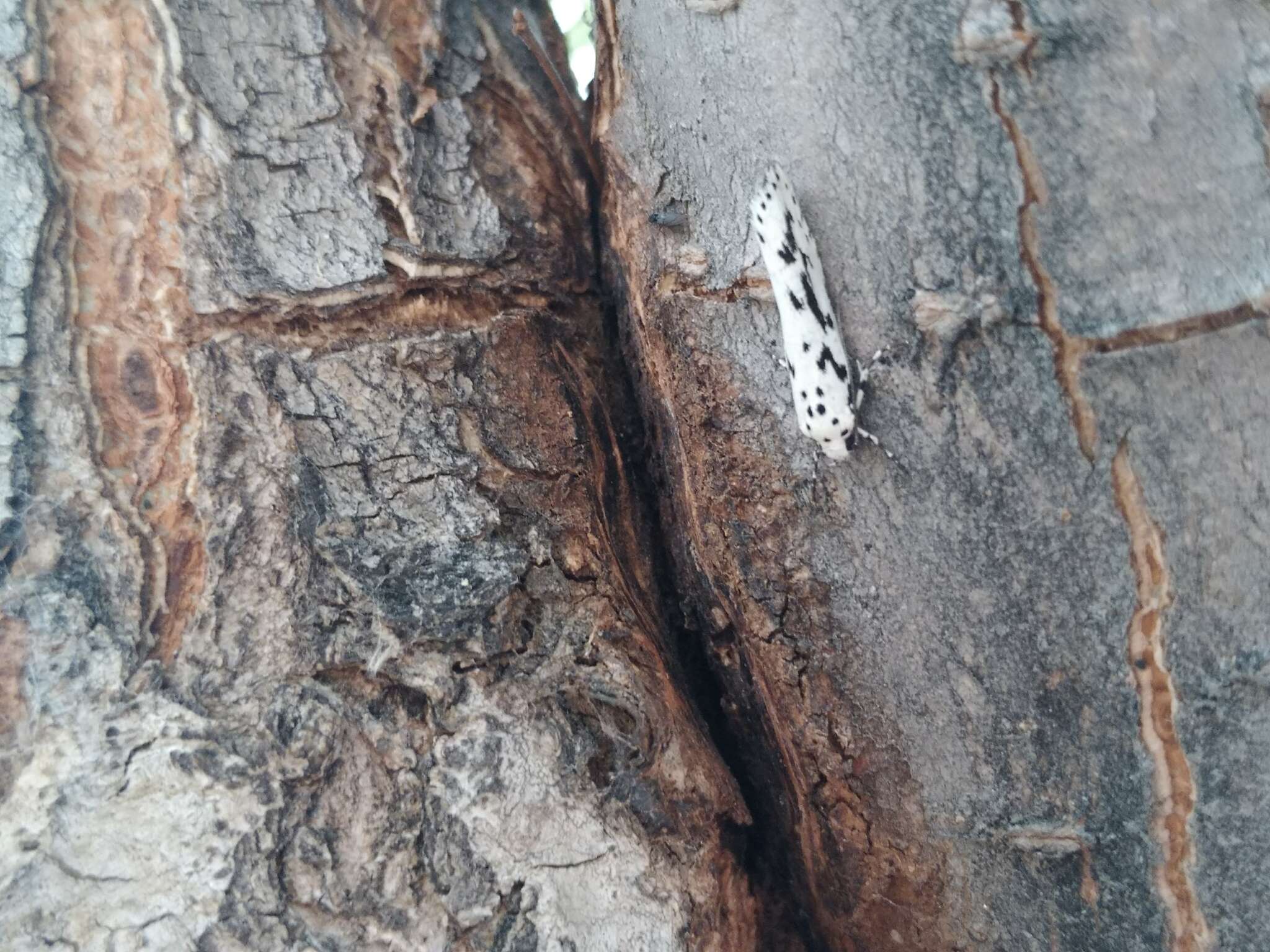 Image de Ethmia candidella Alphéraky 1908