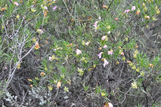 Imagem de Eremophila metallicorum S. Moore