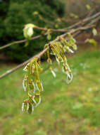 Image of American elm