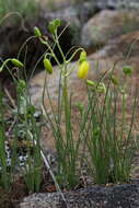 Image of Albuca shawii Baker