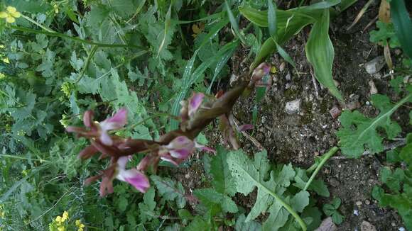 Image of Red Orchid