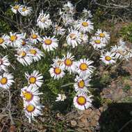 Image de Felicia elongata (Thunb.) O. Hoffm. ex A. Zahlbr.