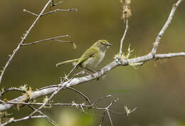 Hemitriccus nidipendulus (Wied-Neuwied 1831) resmi