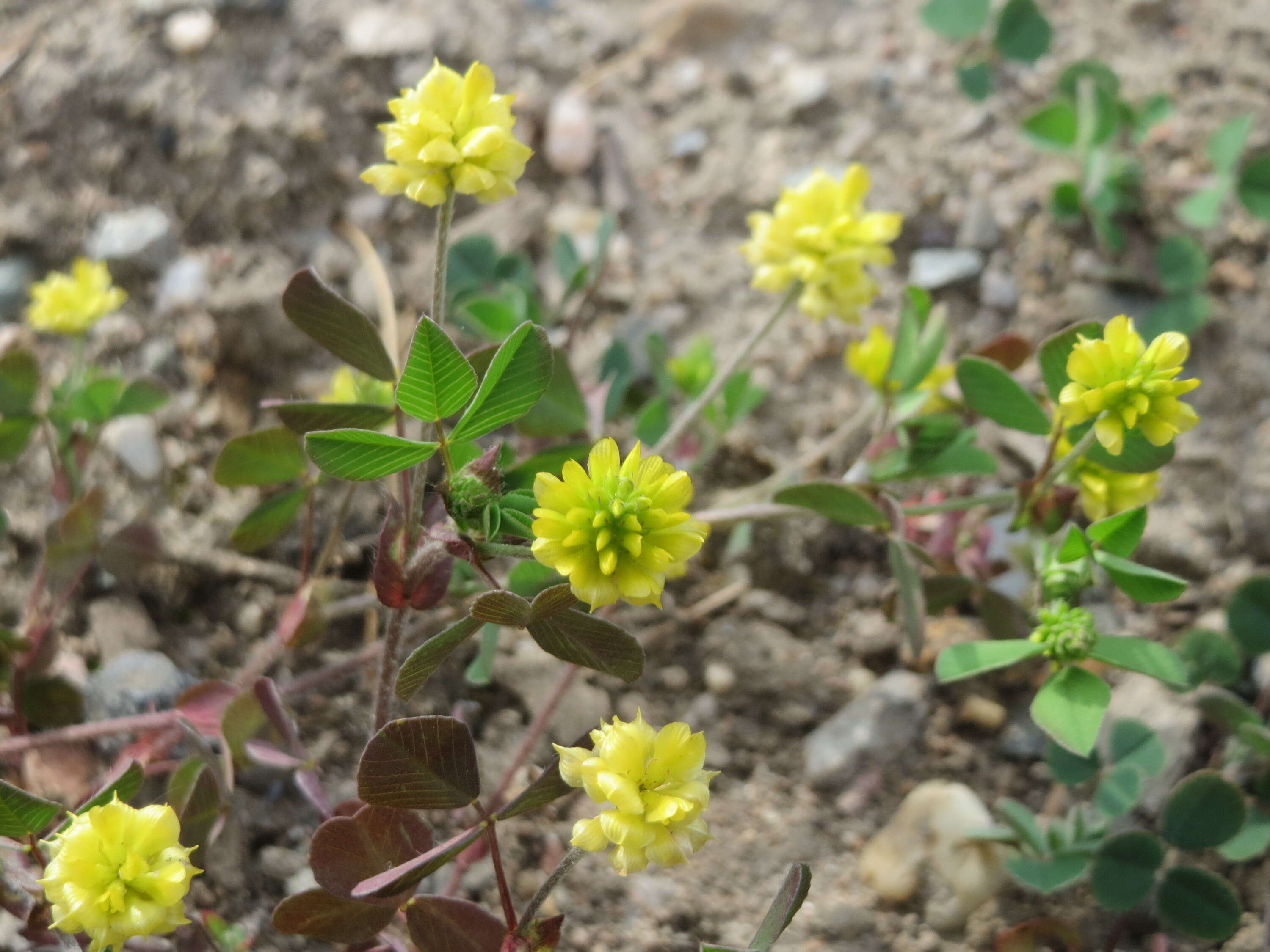 Image of field clover