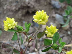 Image of field clover